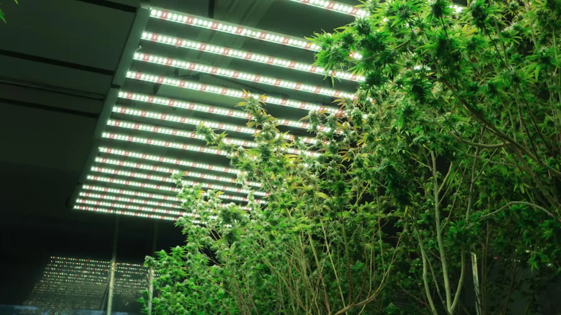 Illuminating Indoor Farming: Advanced Lighting and Lifting Systems for Maximum Yields