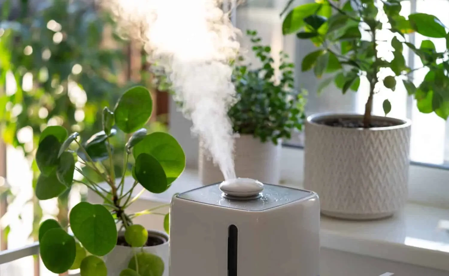 Best humidifiers for indoor plants: Keep your greenery thriving