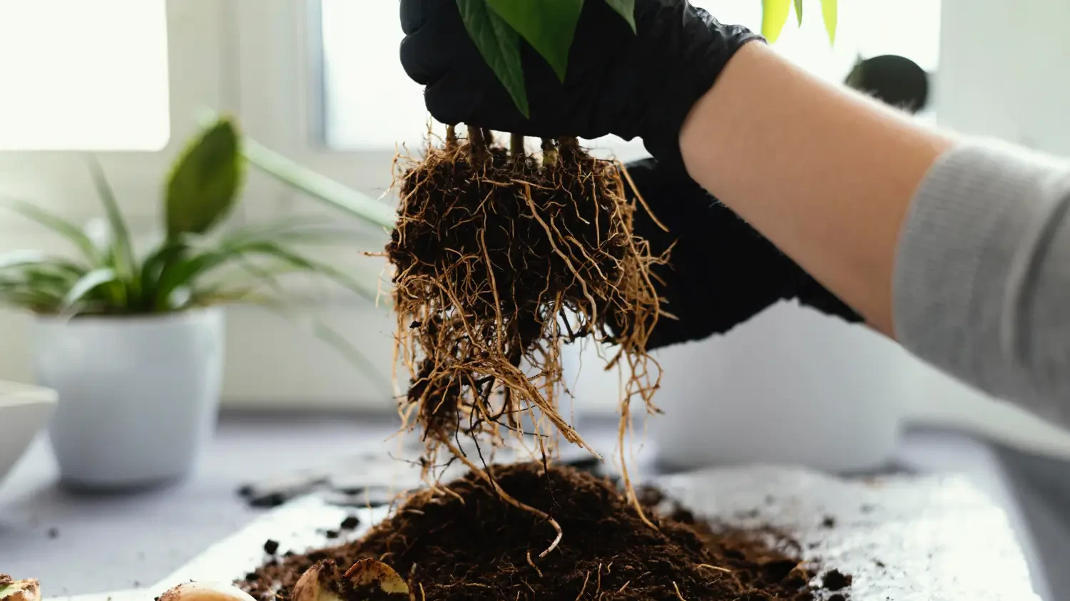 Best rooting hormones for faster, healthier plant propagation