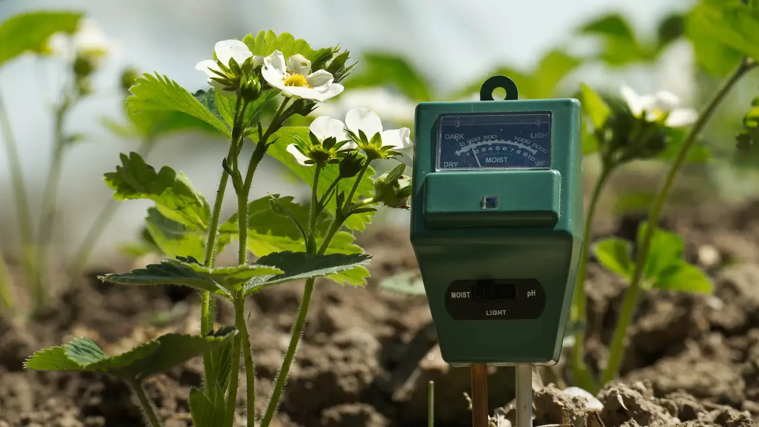 Best soil moisture meters for perfect plant watering