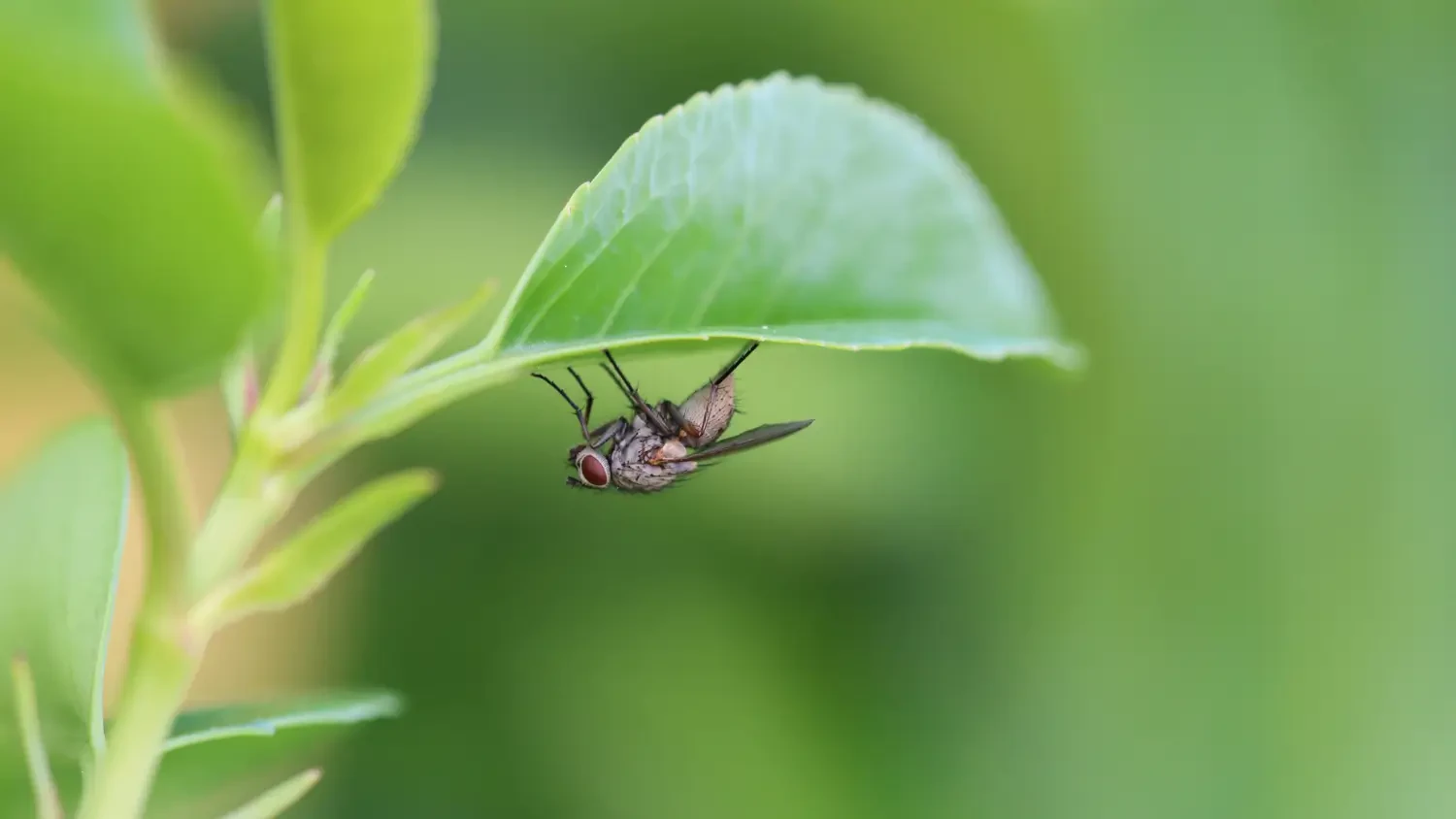 Maximize home freshness: Innovative fruit fly trap solutions for pest-free living