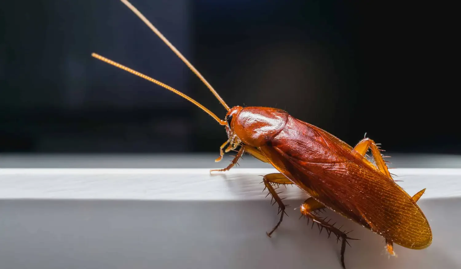 Defend your space: Proven roach trap methods for a cockroach-free home