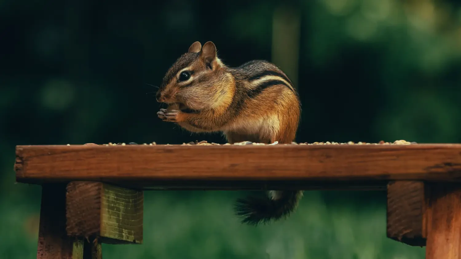 Best natural squirrel repellents that actually work: Keep pests away safely