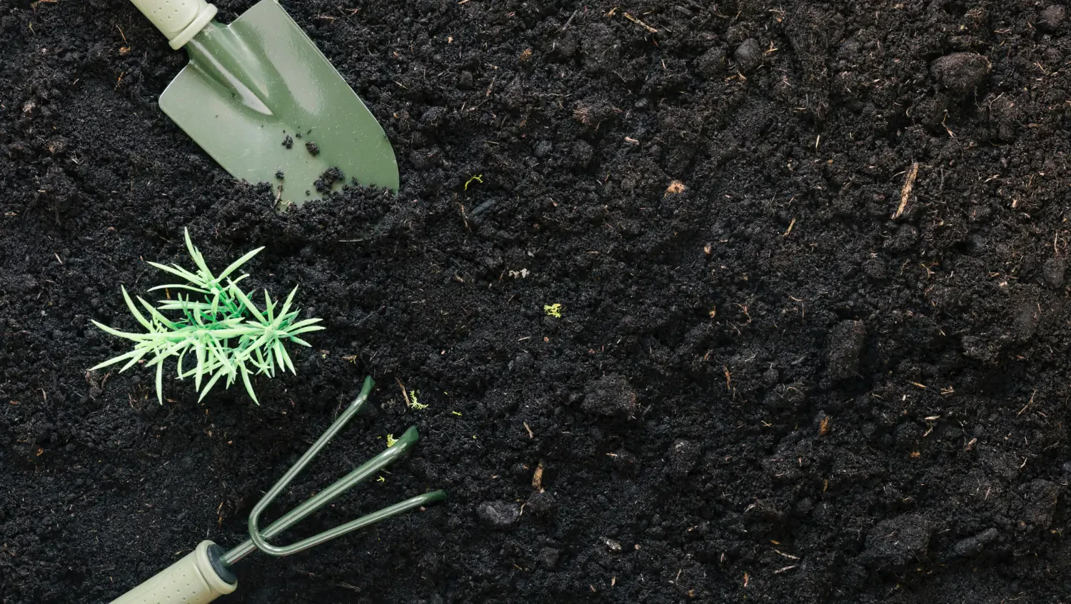Organic weed and feed options for a chemical-free lawn care routine
