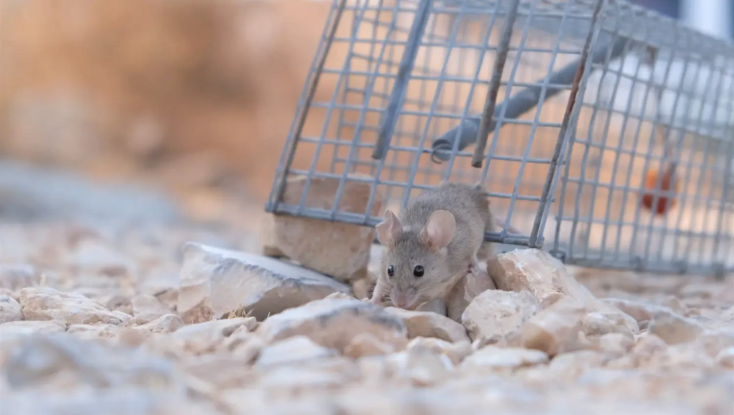 Top Mouse Traps for Home Use: Safe, Effective Solutions for Rodent Control