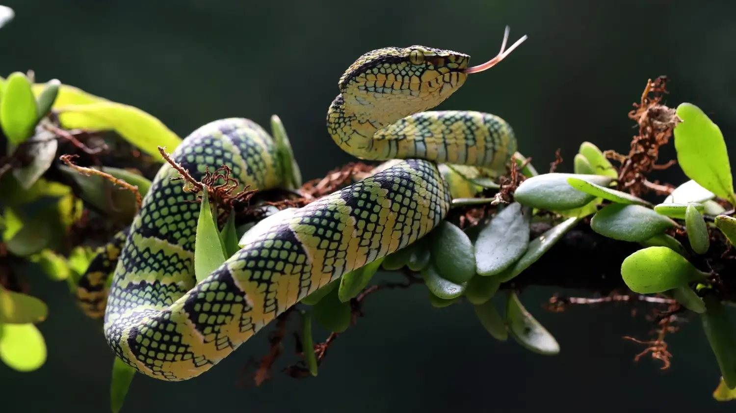 Best snake repellents for yard and garden: Natural and chemical options that work