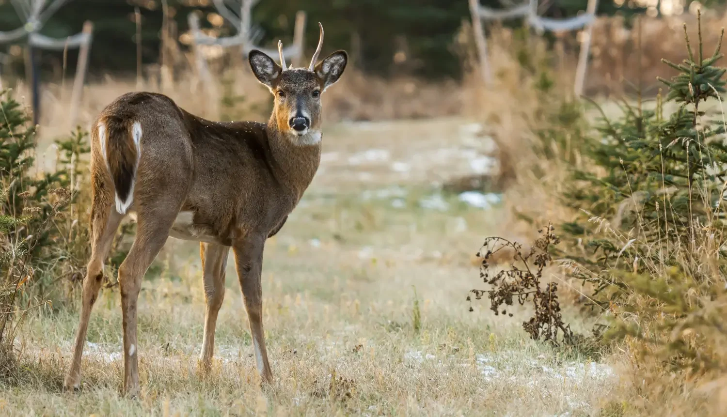 Best deer repellents for gardens and landscapes: Keep deer away naturally
