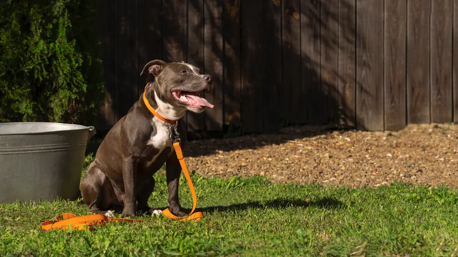 Top dog repellents to keep strays out of your yard safely