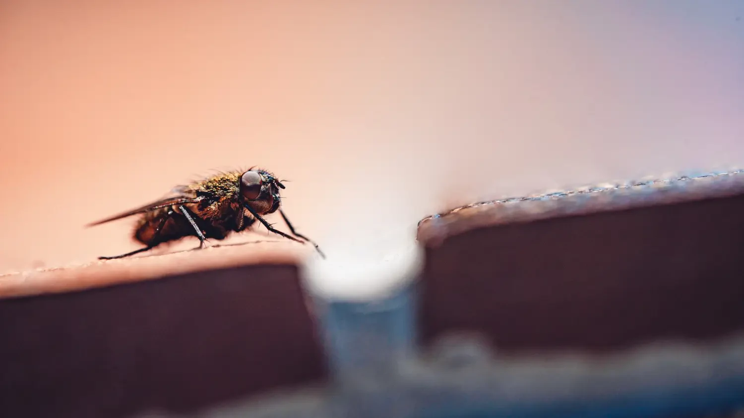 Best indoor fly traps for a buzz-free home