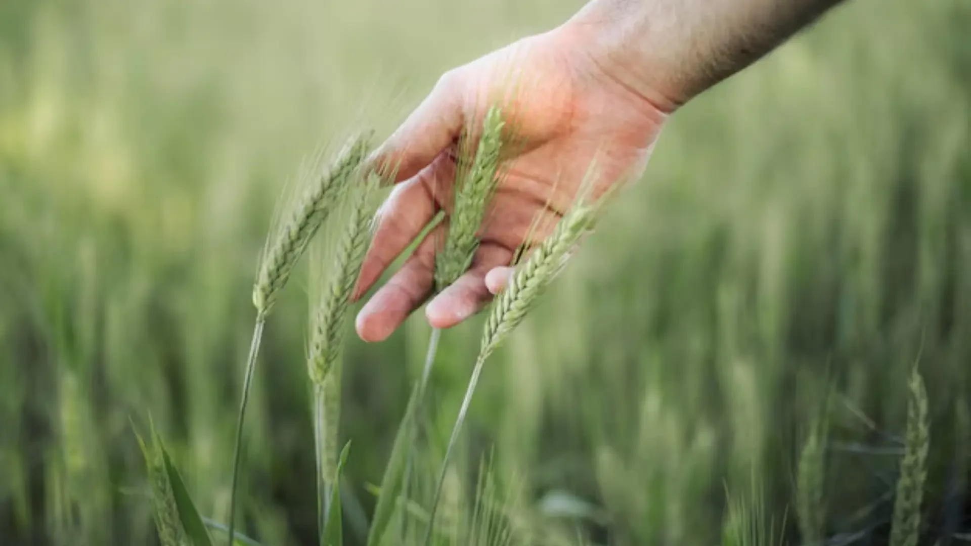 Natural Crop Protection and Soil Enrichment for Sustainable Farming