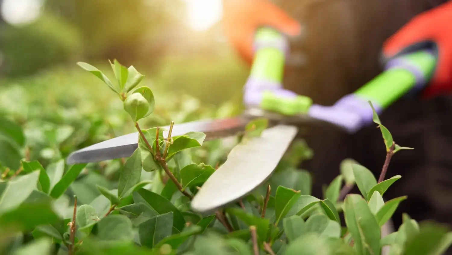 Top garden shears for clean cuts and easy pruning