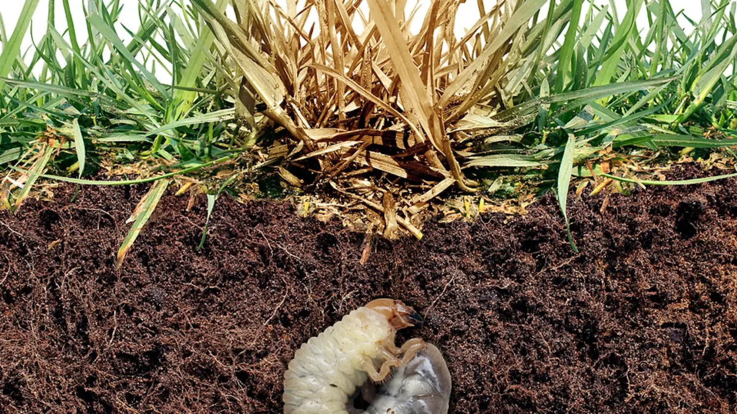 Best grub killers for a healthy, green lawn