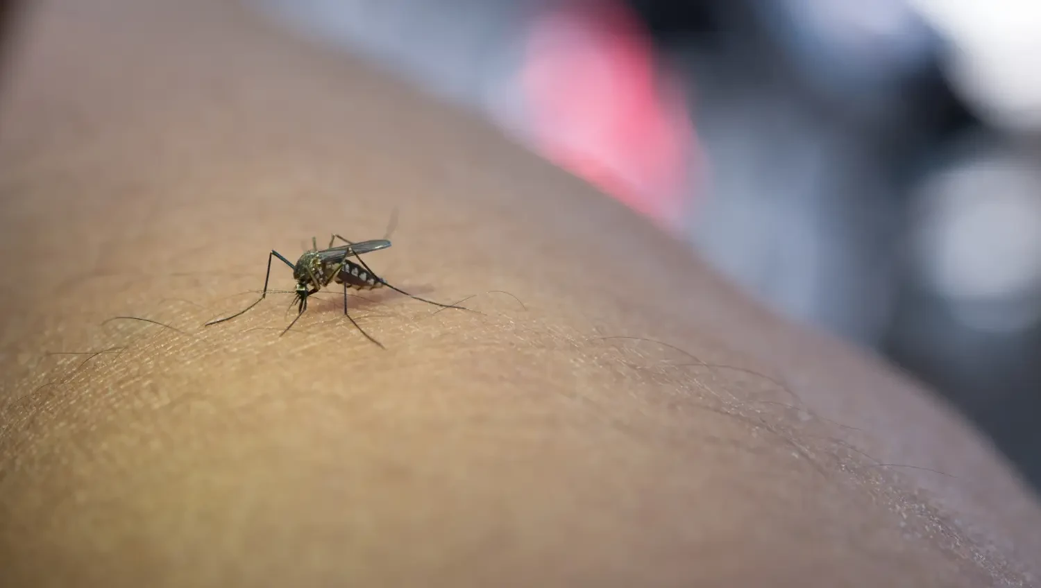 Most effective mosquito killers to enjoy bug-free evenings