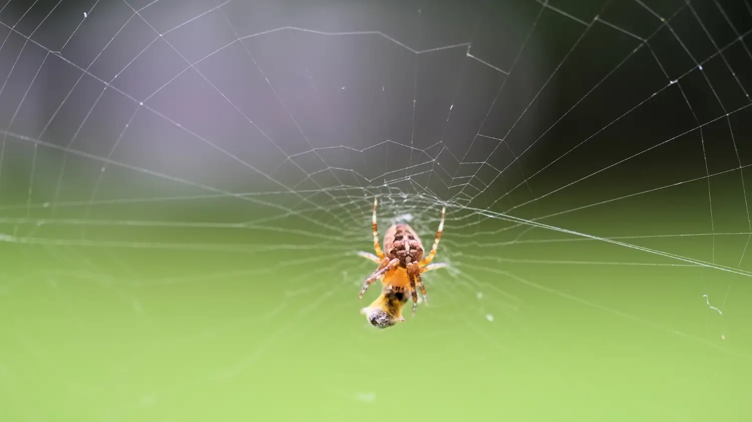 Best natural spider repellents to keep creepy crawlies away