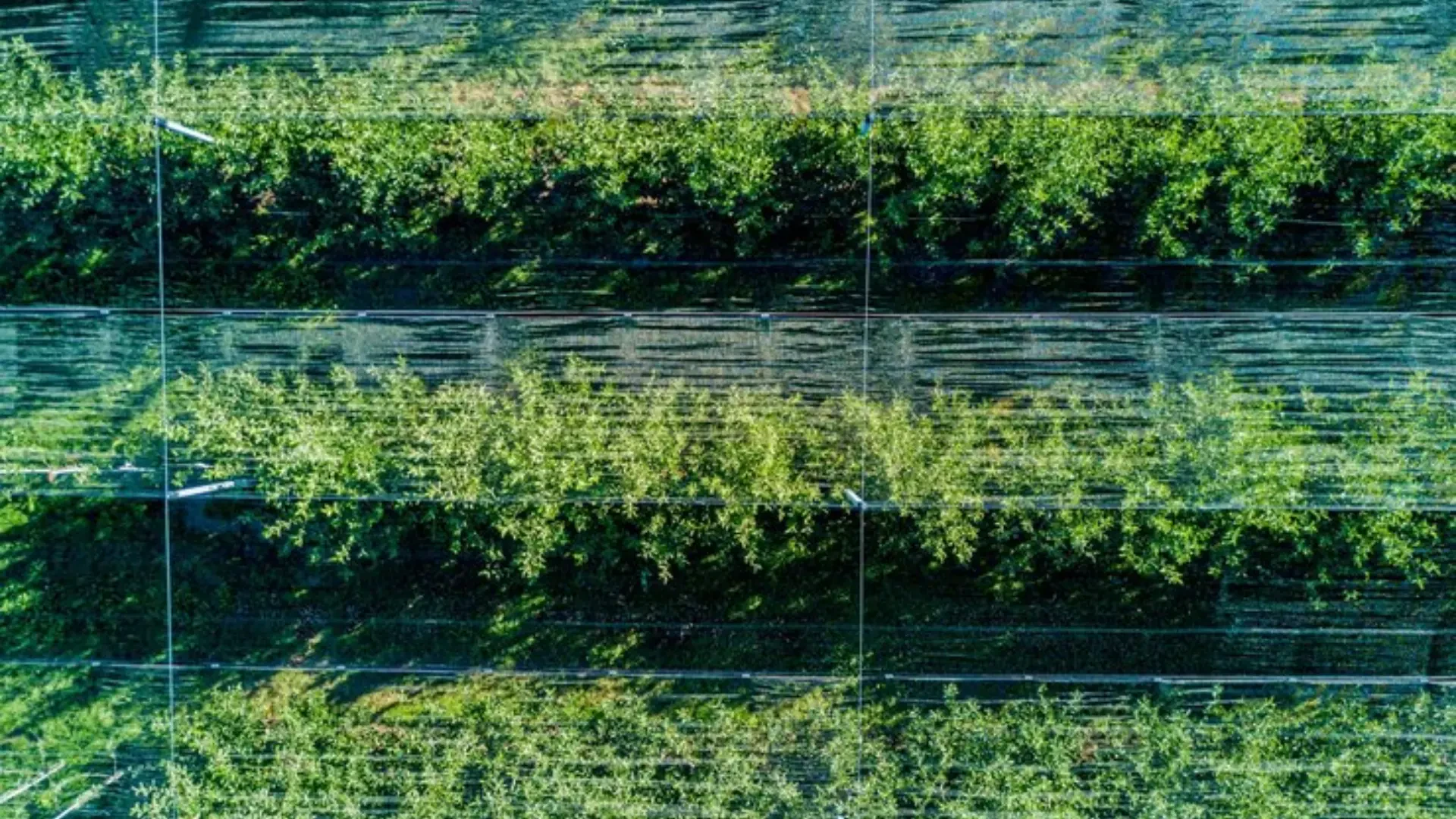 Boosting Agricultural Efficiency with Smart Water and Vertical Growing Solutions