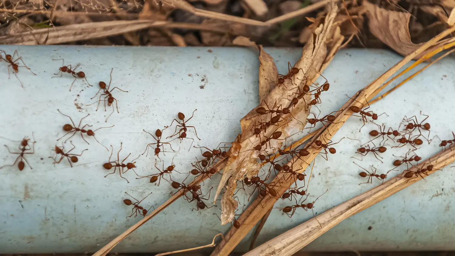 Best pet safe ant killers to protect your home without harm