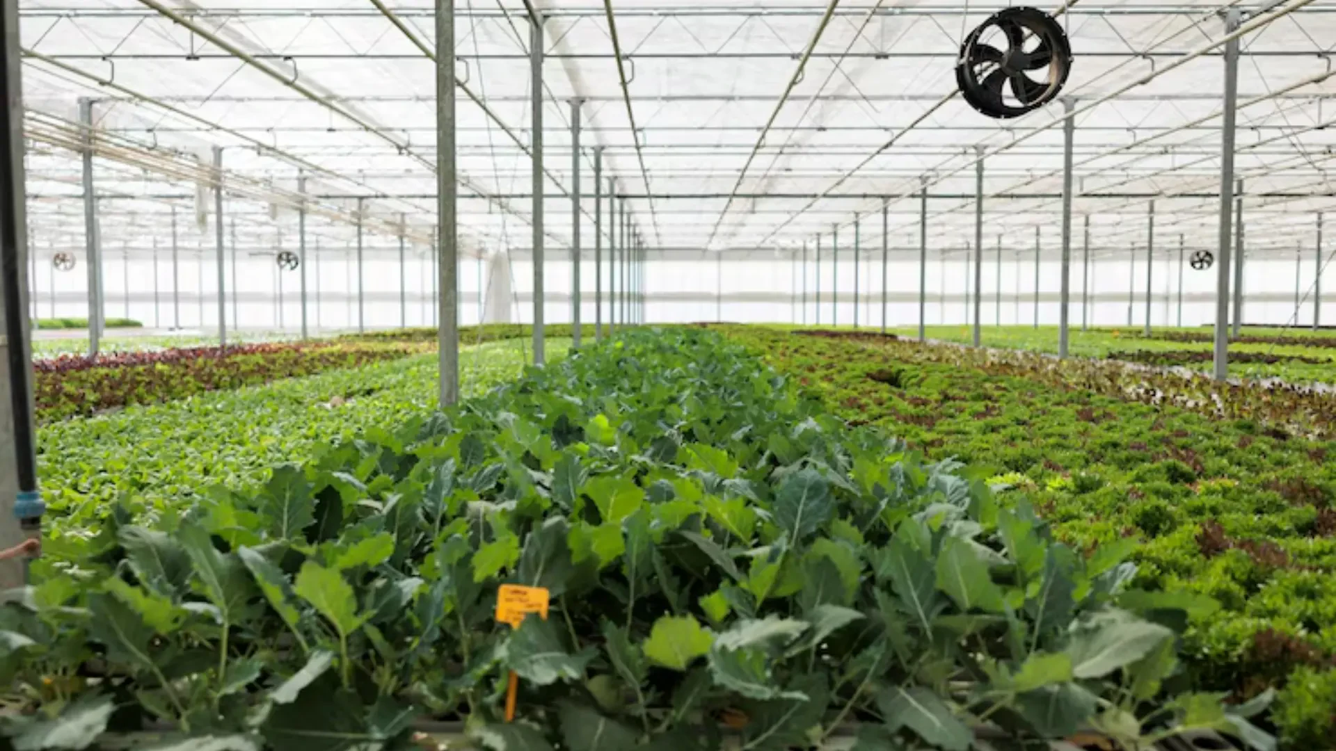 Precision Climate and Airflow Solutions for Optimized Indoor Growing