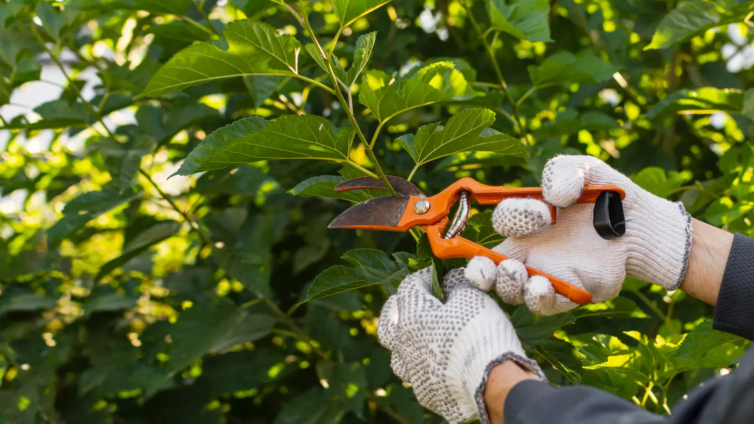 Top tree trimming tools for homeowners: Cut branches like a pro