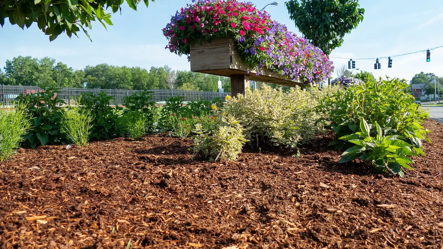 Cedar mulch benefits and uses: A natural mulch for weed control and pest repellent