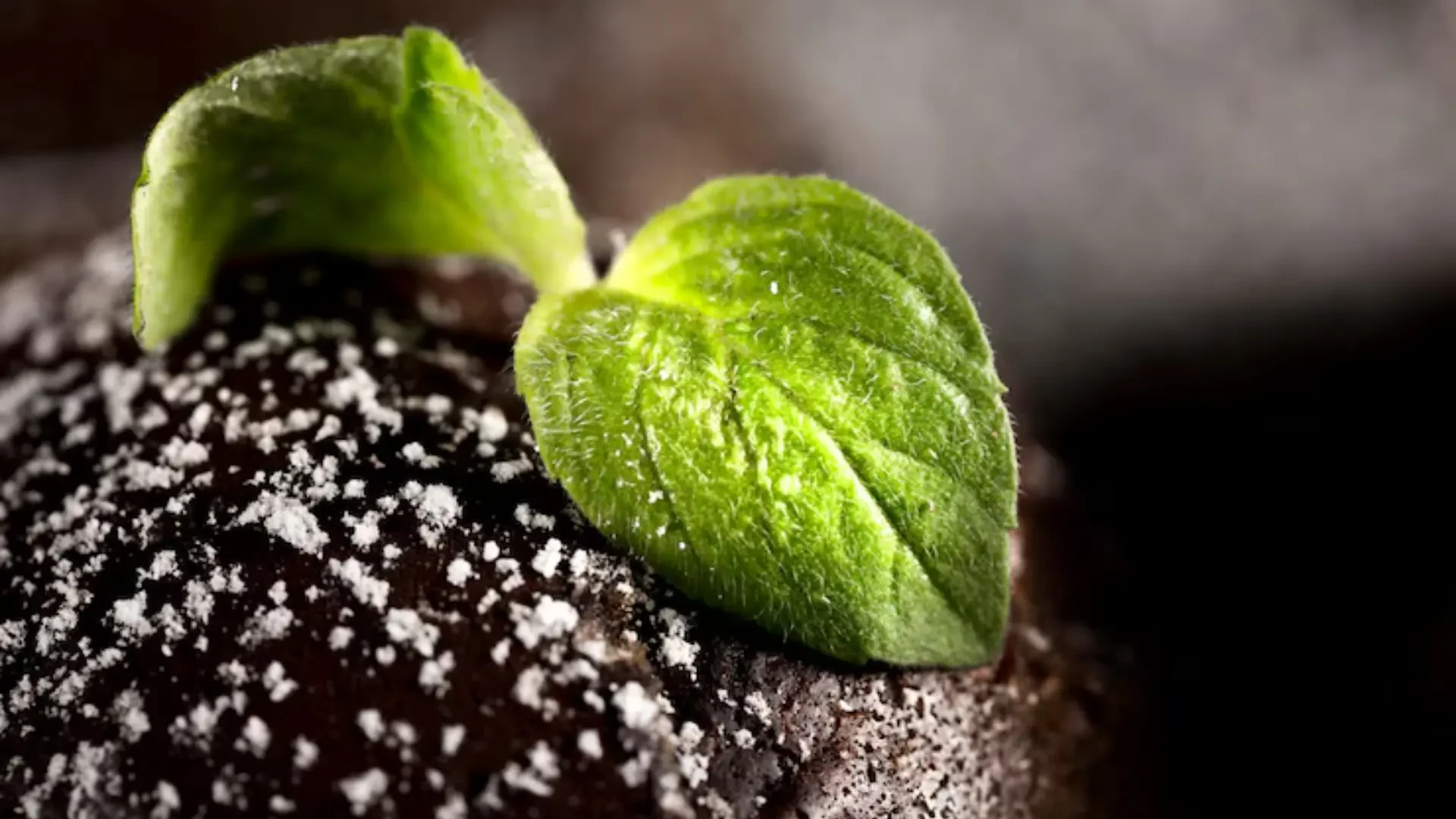 Boosting Soil and Seed Performance for High-Yield Agriculture