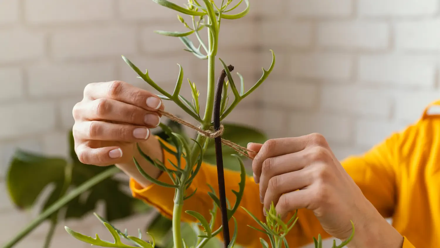 Best plant supports for climbing and heavy plants: Keep your garden upright