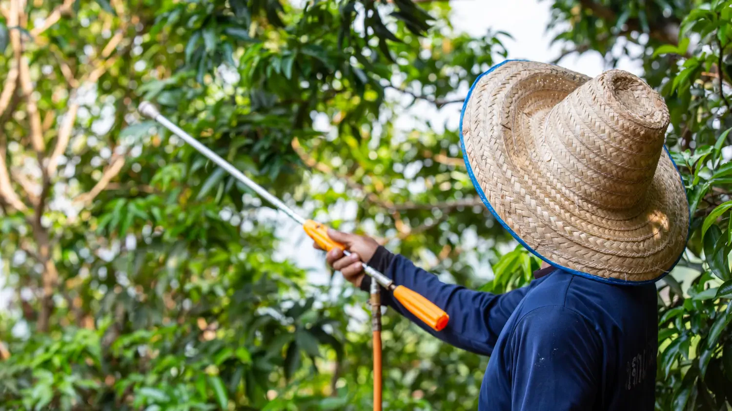 Best pesticide sprayers for home and garden use: Get precision and coverage