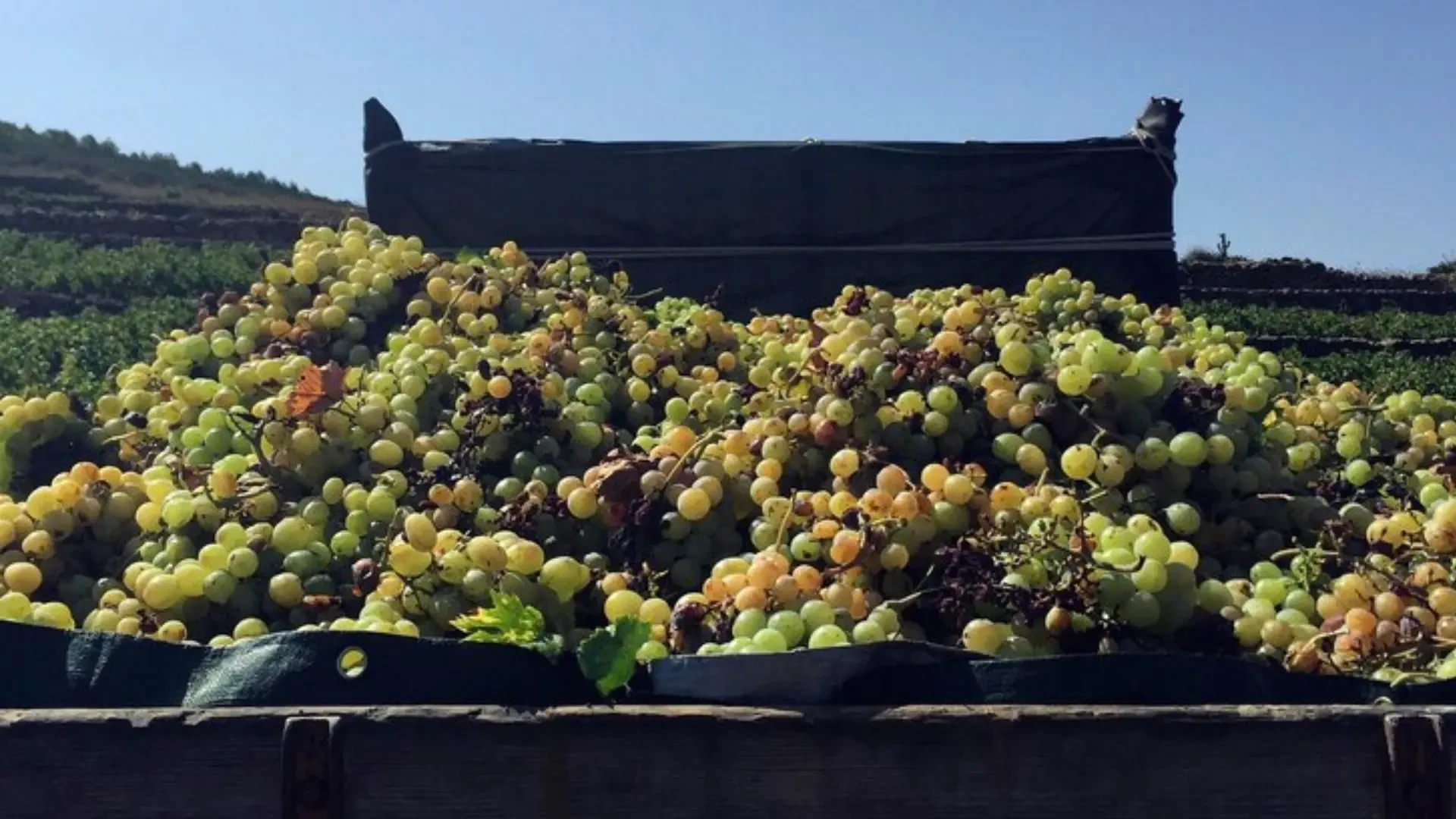Optimizing Vineyard Growth with Advanced Pot Systems and Pure Water Solutions