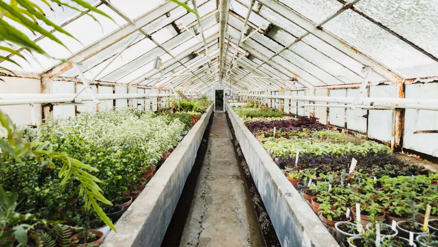 Best CO2 generators for grow rooms and greenhouses: Boost plant growth
