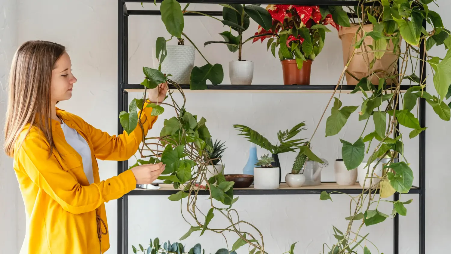 Top indoor plant shelves for every space: Stylish and functional options for plant lovers