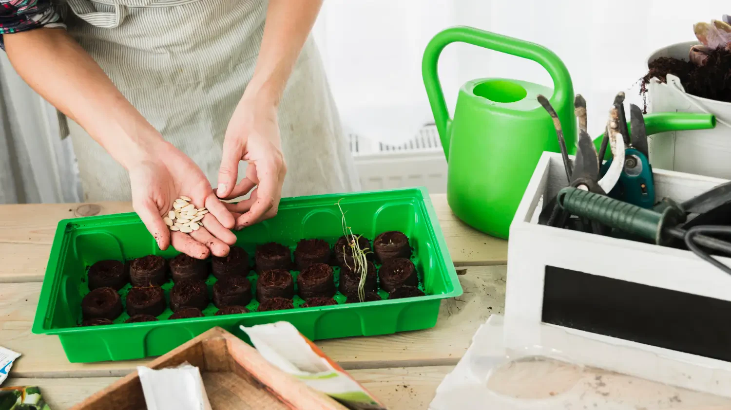 Top-rated seed starter kits for beginners: Grow healthy plants from day one
