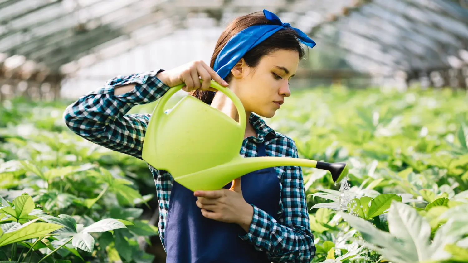 How to use Prodiamine for pre-emergent weed control: A complete guide