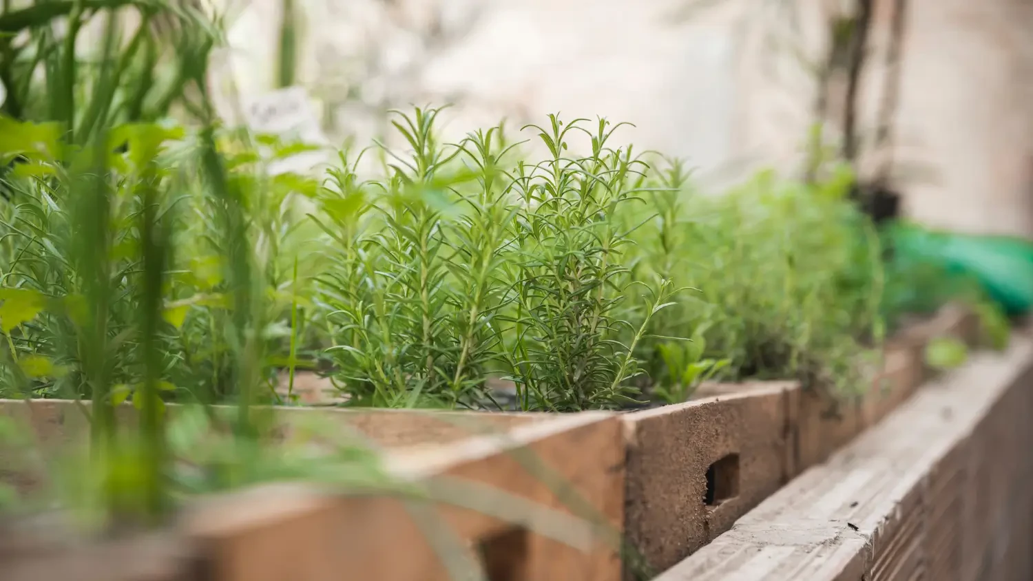 Best herb garden planters for indoor and outdoor use