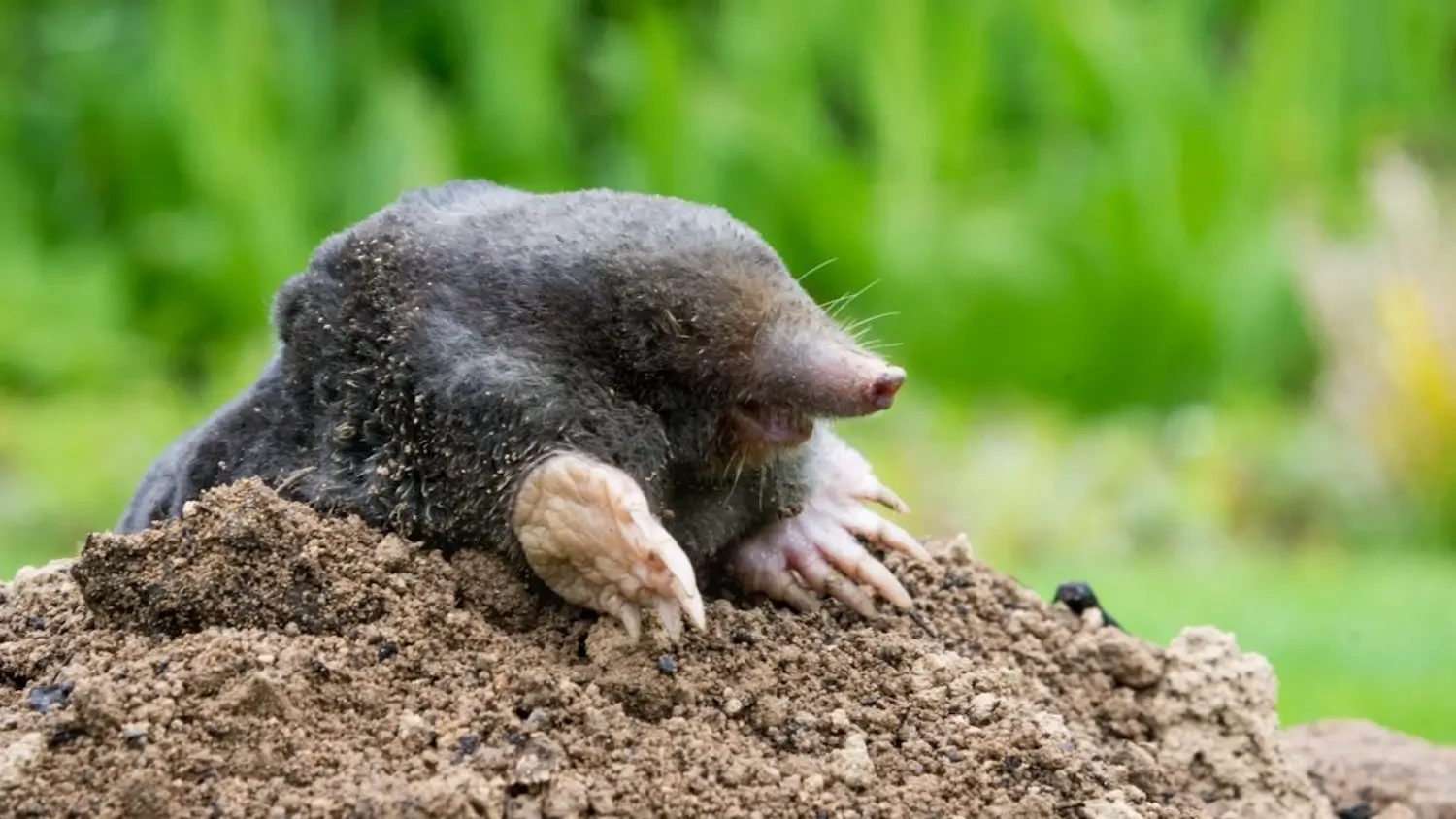 Top mole traps to eliminate garden pests quickly and humanely