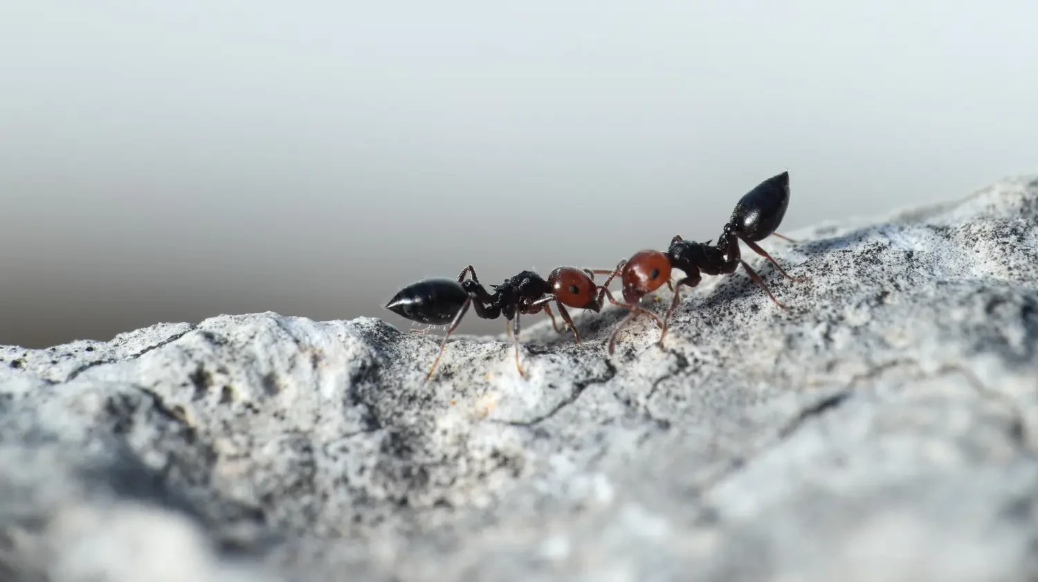 Top effective ant sprays for indoor and outdoor use