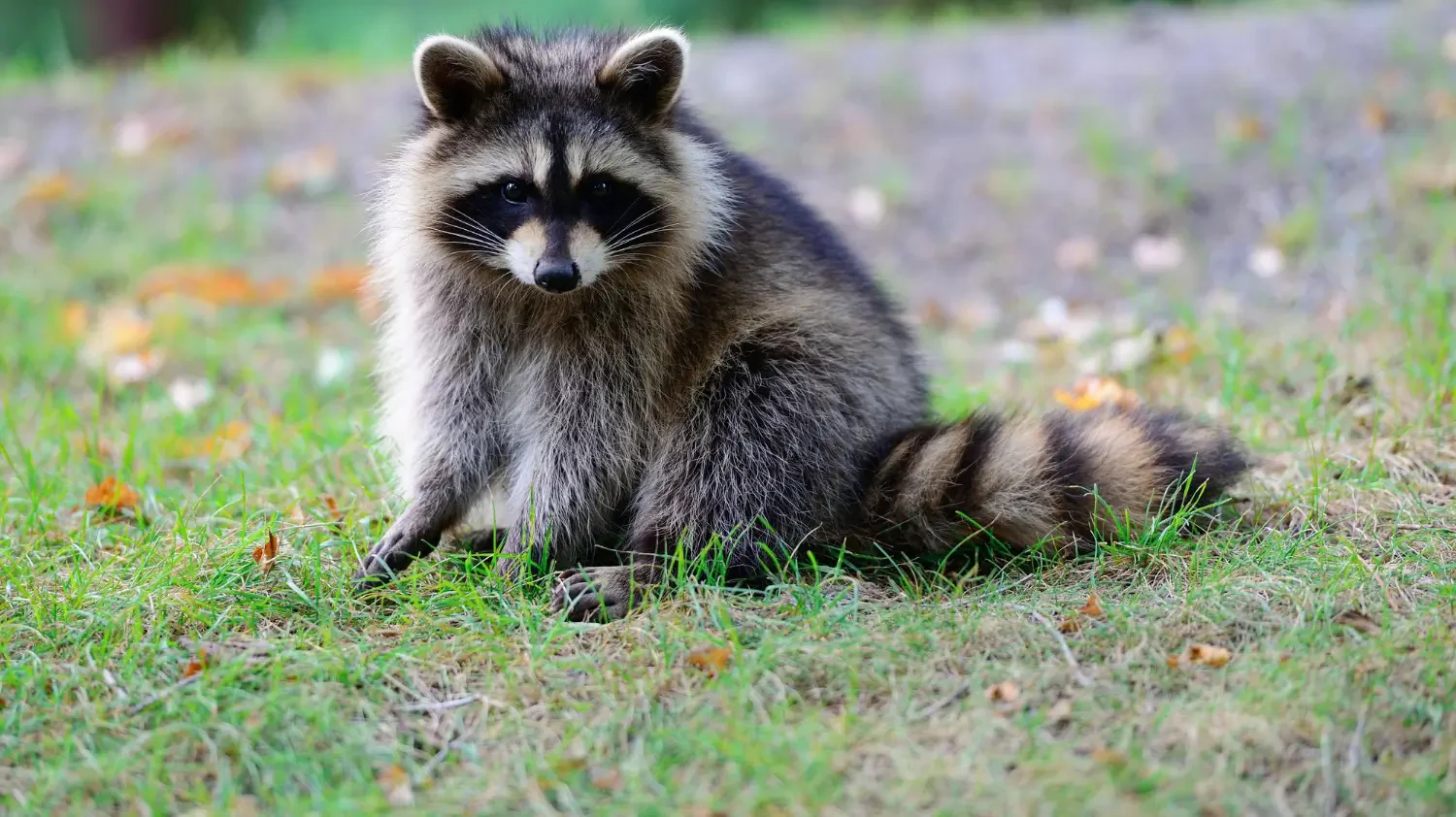 Best skunk repellents to protect your yard and home naturally