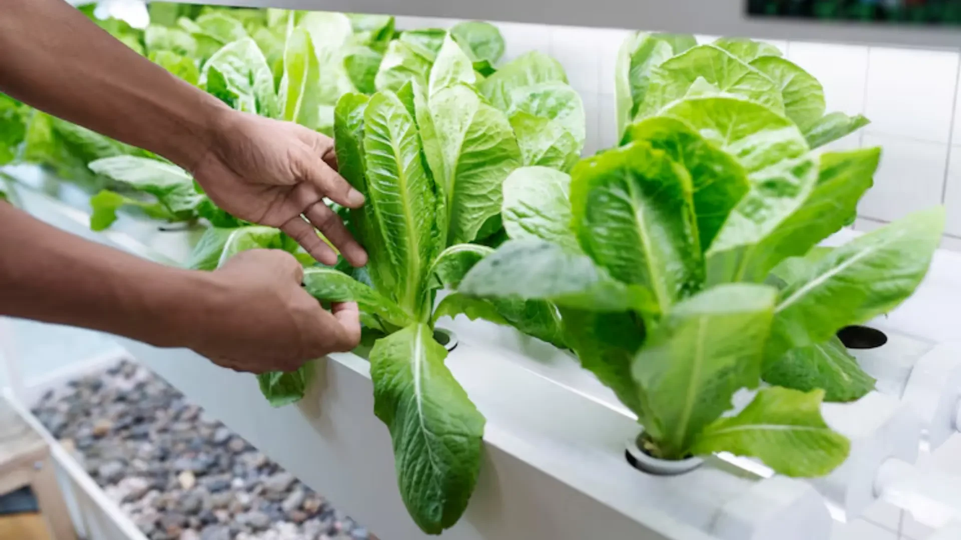 Innovative cultivation systems for efficient indoor farming