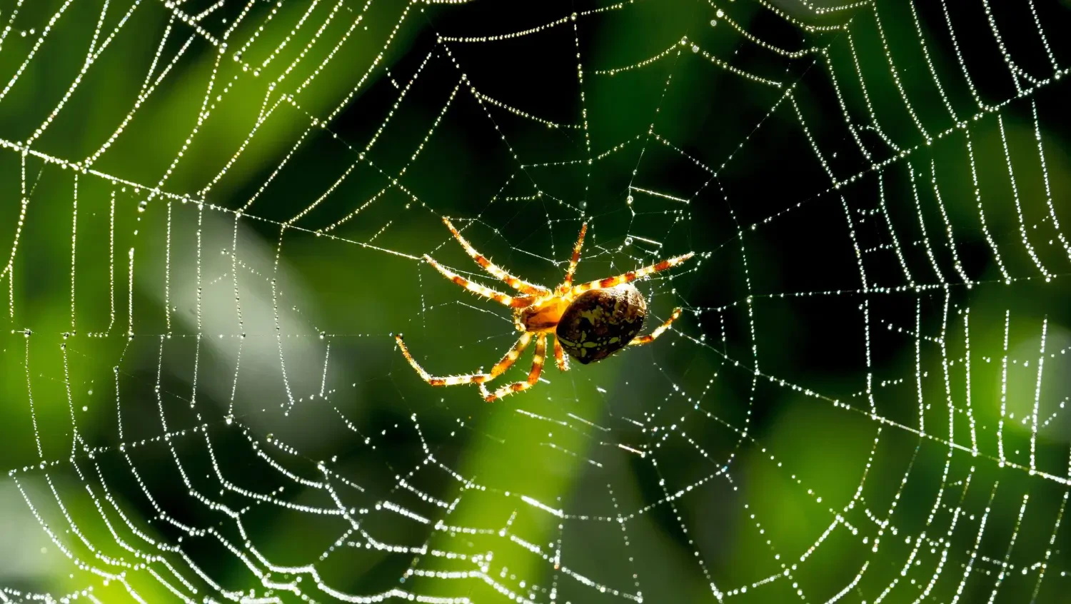 Best spider sprays to eliminate indoor and outdoor spiders