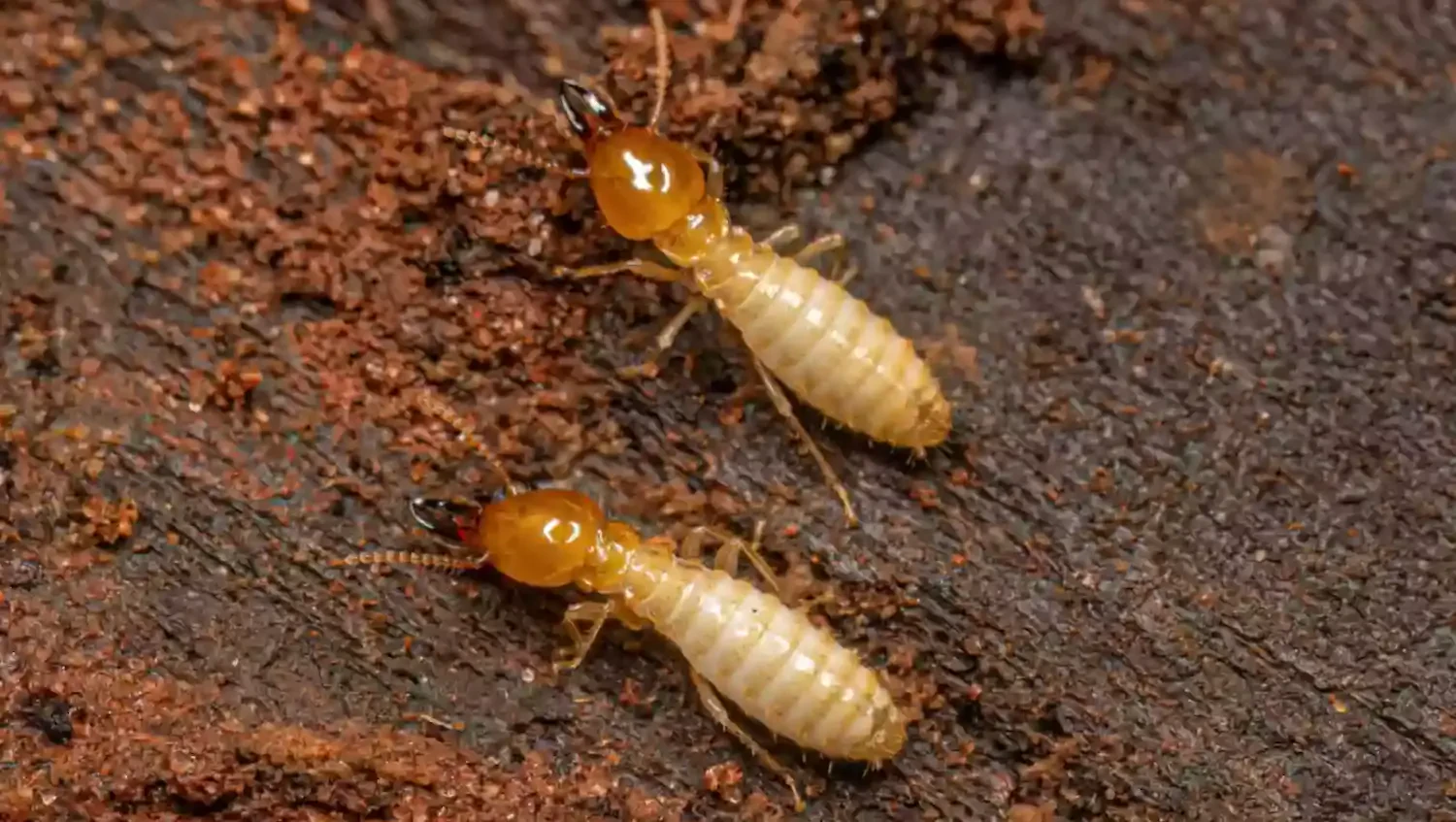Most powerful termite sprays for long-lasting protection