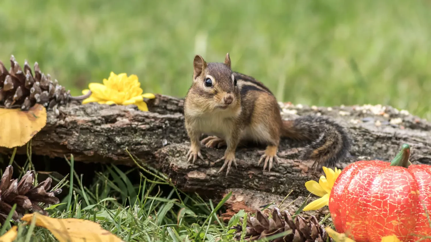 Best chipmunk traps for humane and effective control