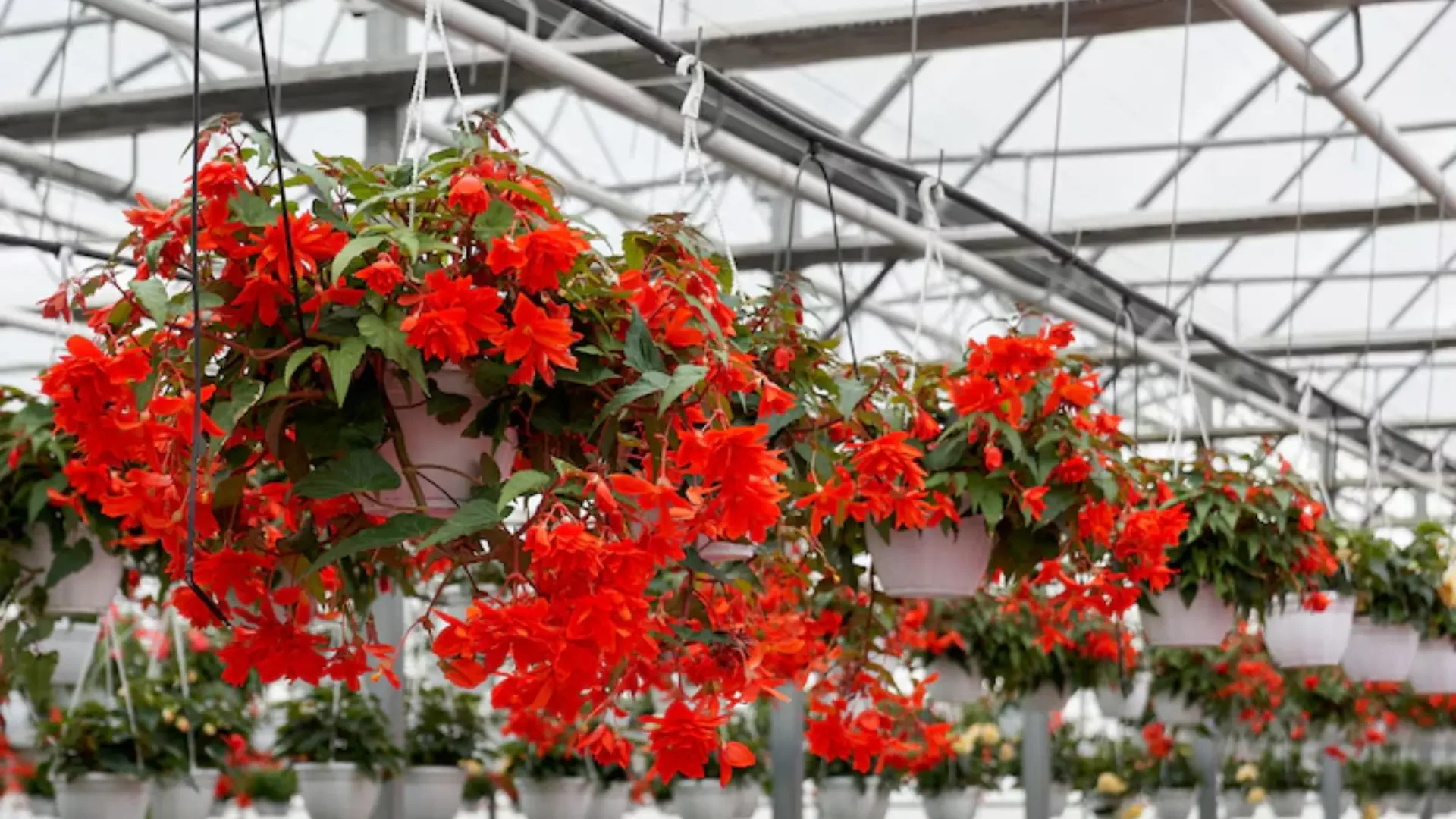 Advanced Lighting and Lifting Solutions for Indoor Cultivation